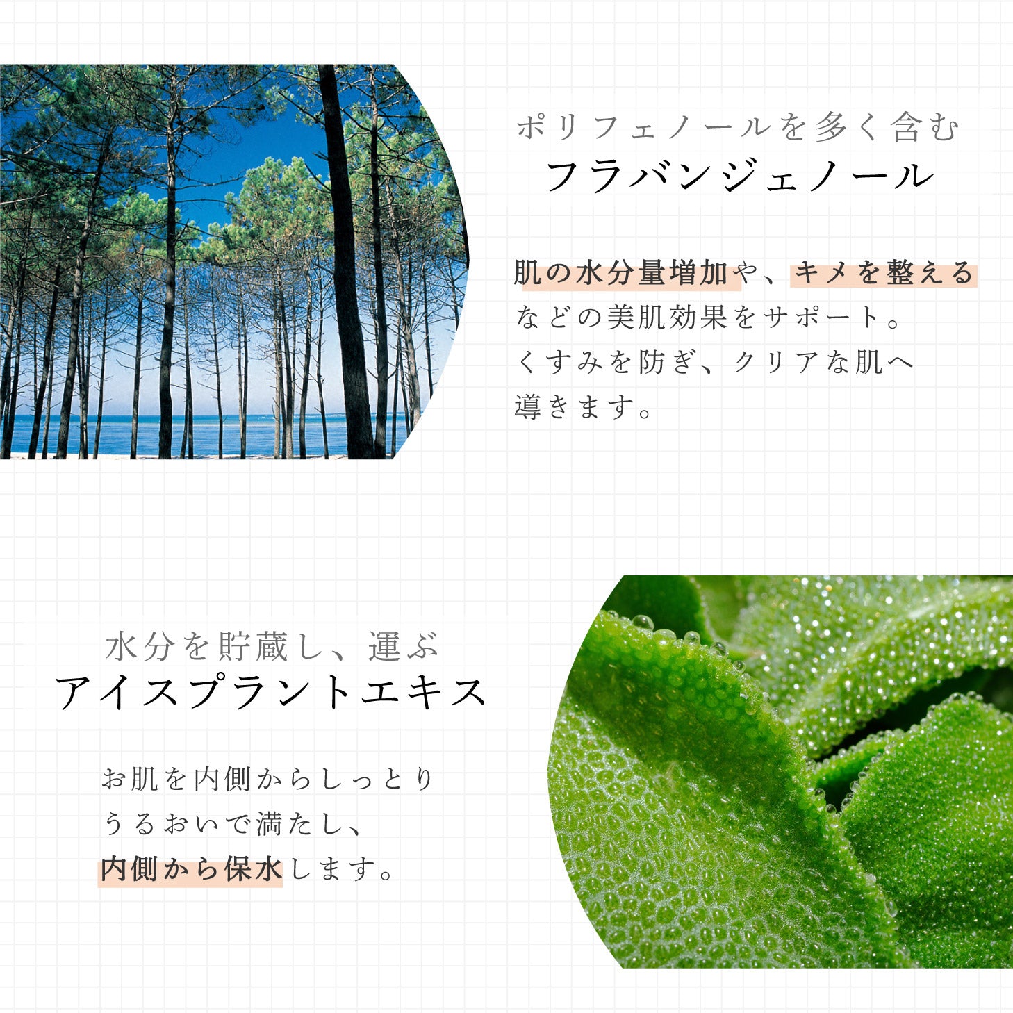 ヴェールドアクア ナイトクリーム 50g