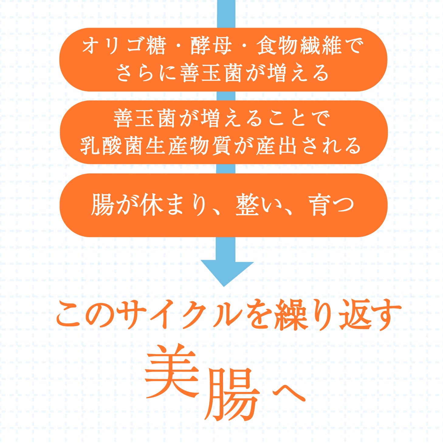 【メーカー公認ショップ】腸活サプリ chorism 腸リズム